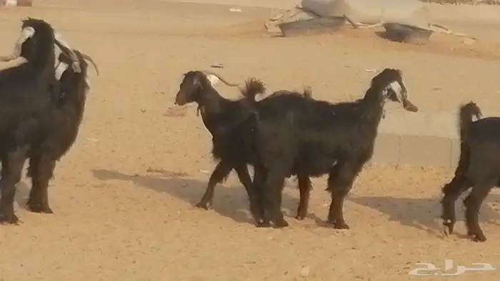 ماعز عوارض جنب دفيع معزا عارضيات طيبة 5 رأس 15