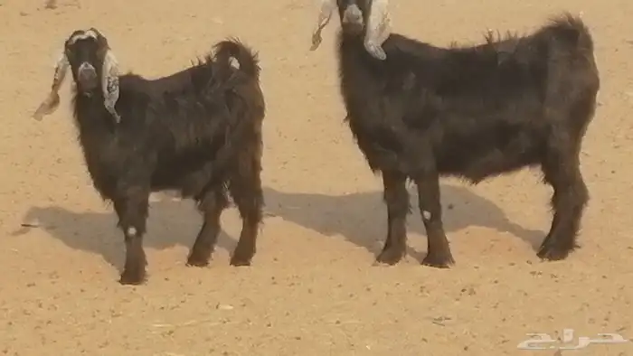 ماعز عوارض جنب دفيع معزا عارضيات طيبة 5 رأس 8