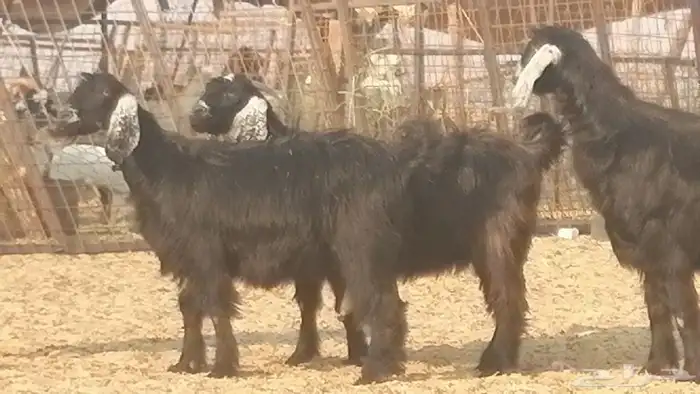 ماعز عوارض جنب دفيع معزا عارضيات طيبة 5 رأس 28