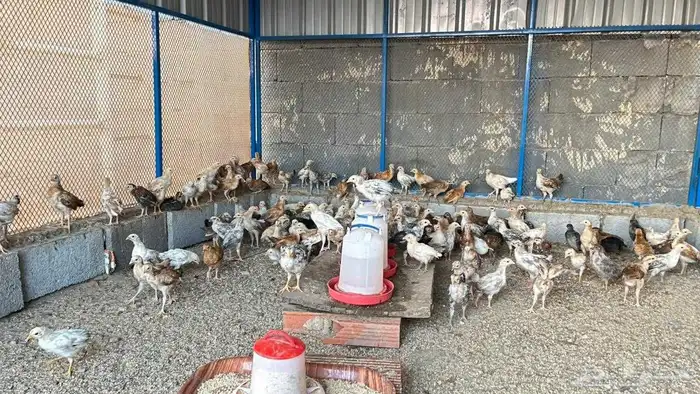 اسلام عليكم ورحمة الله وبركاته بسم الله ما شاء الله نعرض لك 0