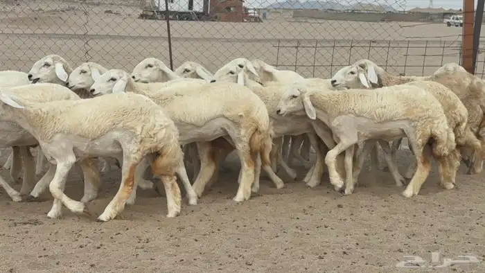 مشا الله اعرض لكم يوم عرض مميز رخال جدعه كله عددها 58 5