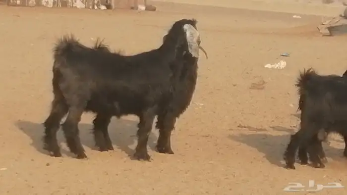 ماعز عوارض جنب دفيع معزا عارضيات طيبة 5 رأس 20