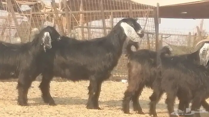 ماعز عوارض جنب دفيع معزا عارضيات طيبة 5 رأس 18