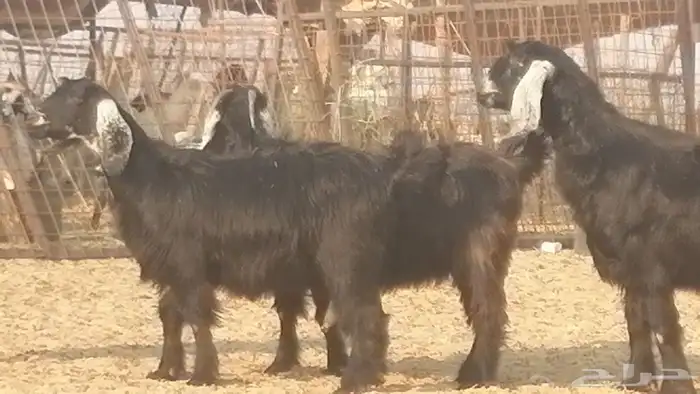 ماعز عوارض جنب دفيع معزا عارضيات طيبة 5 رأس 33