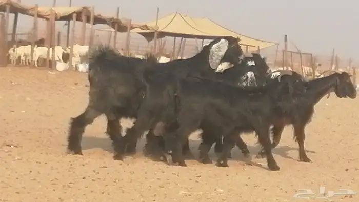 ماعز عوارض جنب دفيع معزا عارضيات طيبة 5 رأس 16