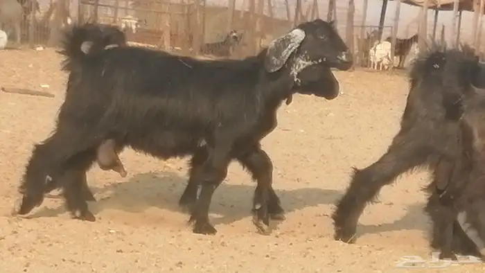 ماعز عوارض جنب دفيع معزا عارضيات طيبة 5 رأس 34