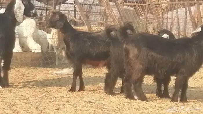 ماعز عوارض جنب دفيع معزا عارضيات طيبة 5 رأس 3