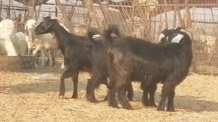 ماعز عوارض جنب دفيع معزا عارضيات طيبة 5 رأس 1