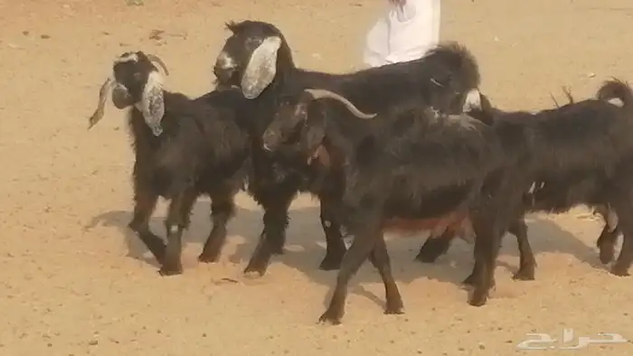 ماعز عوارض جنب دفيع معزا عارضيات طيبة 5 رأس 17