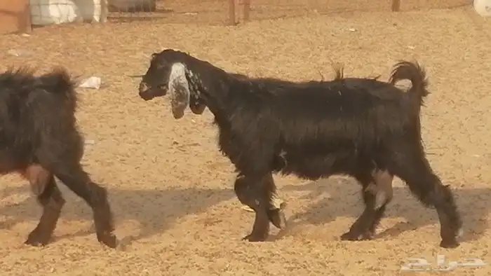 ماعز عوارض جنب دفيع معزا عارضيات طيبة 5 رأس 21