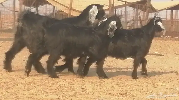 ماعز عوارض جنب دفيع معزا عارضيات طيبة 5 رأس 14