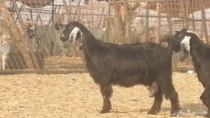 ماعز عوارض جنب دفيع معزا عارضيات طيبة 5 رأس 24