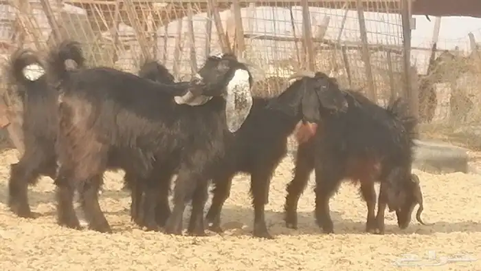 ماعز عوارض جنب دفيع معزا عارضيات طيبة 5 رأس 2