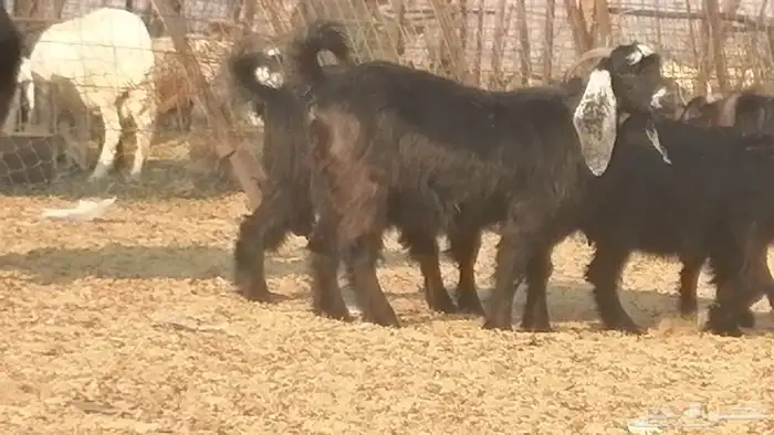 ماعز عوارض جنب دفيع معزا عارضيات طيبة 5 رأس 6