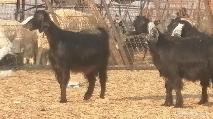 ماعز عوارض جنب دفيع معزا عارضيات طيبة 5 رأس 31