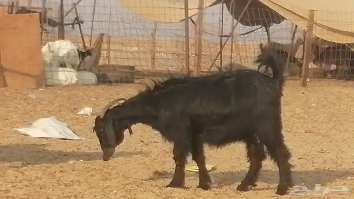 ماعز عوارض جنب دفيع معزا عارضيات طيبة 5 رأس 25