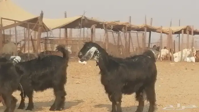 ماعز عوارض جنب دفيع معزا عارضيات طيبة 5 رأس 12