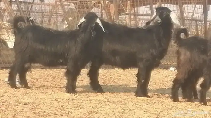 ماعز عوارض جنب دفيع معزا عارضيات طيبة 5 رأس 11