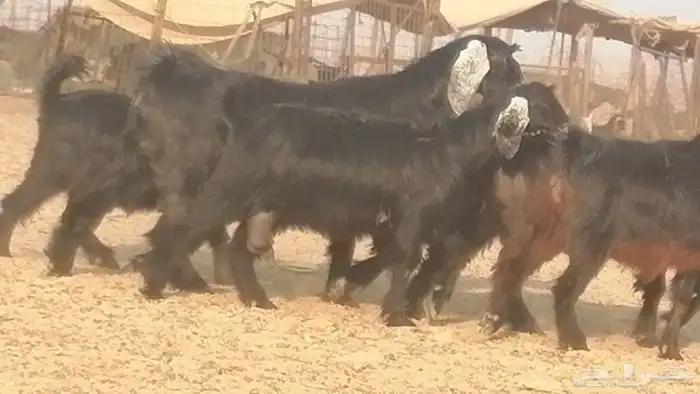 ماعز عوارض جنب دفيع معزا عارضيات طيبة 5 رأس 5