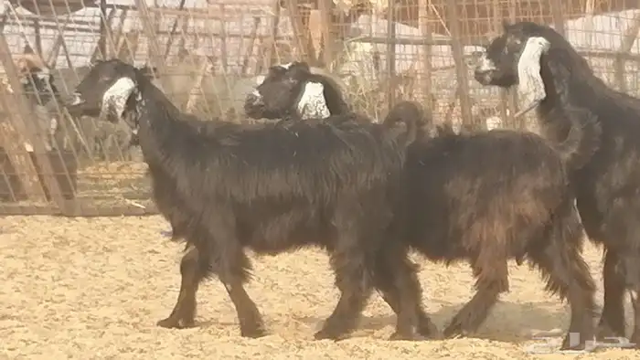 ماعز عوارض جنب دفيع معزا عارضيات طيبة 5 رأس 27