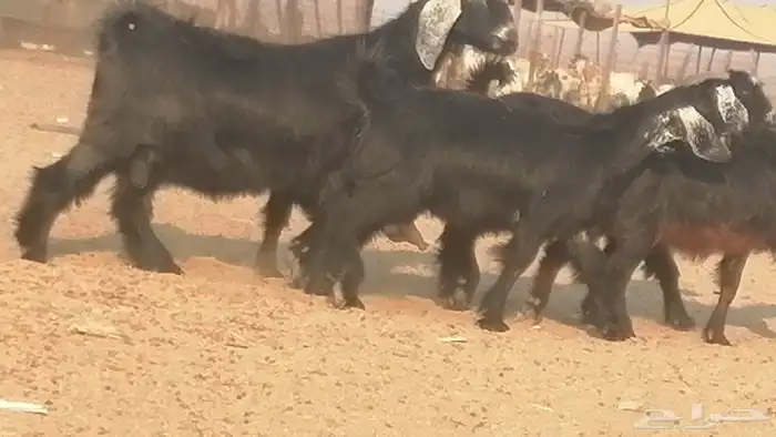 ماعز عوارض جنب دفيع معزا عارضيات طيبة 5 رأس 37