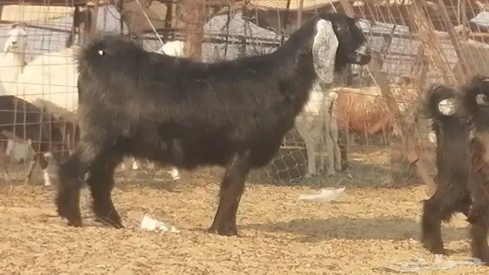 ماعز عوارض جنب دفيع معزا عارضيات طيبة 5 رأس 0