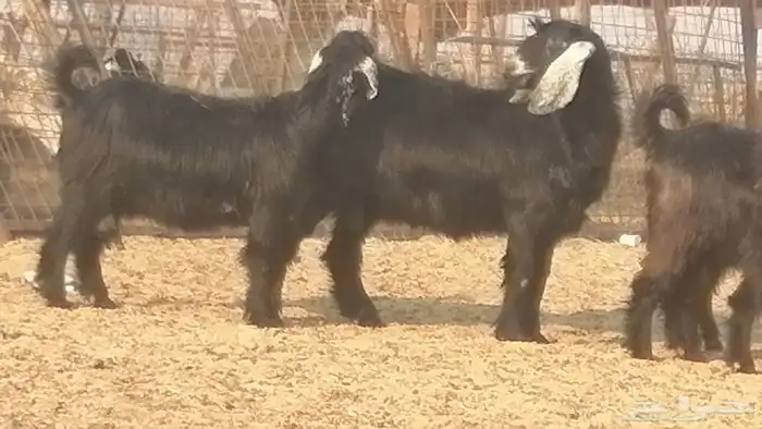 ماعز عوارض جنب دفيع معزا عارضيات طيبة 5 رأس 9