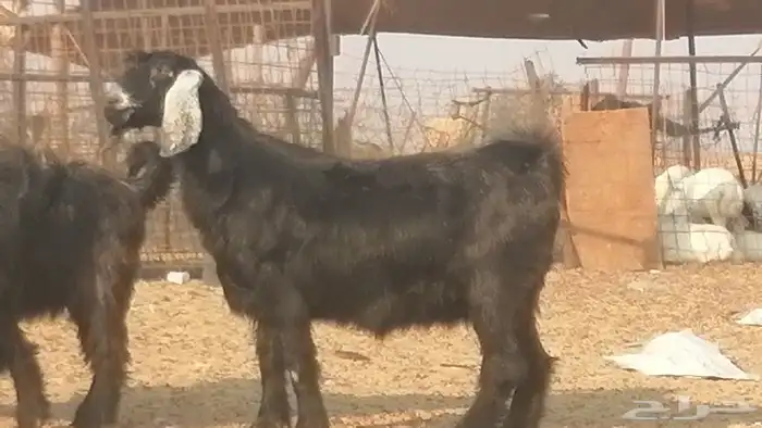 ماعز عوارض جنب دفيع معزا عارضيات طيبة 5 رأس 26