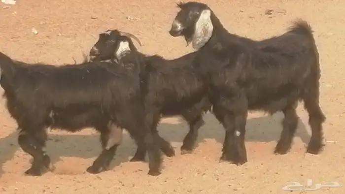 ماعز عوارض جنب دفيع معزا عارضيات طيبة 5 رأس 22