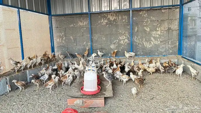 اسلام عليكم ورحمة الله وبركاته بسم الله ما شاء الله نعرض لك 1