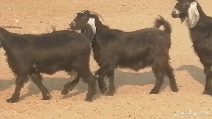 ماعز عوارض جنب دفيع معزا عارضيات طيبة 5 رأس 19