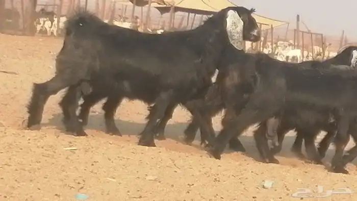 ماعز عوارض جنب دفيع معزا عارضيات طيبة 5 رأس 7