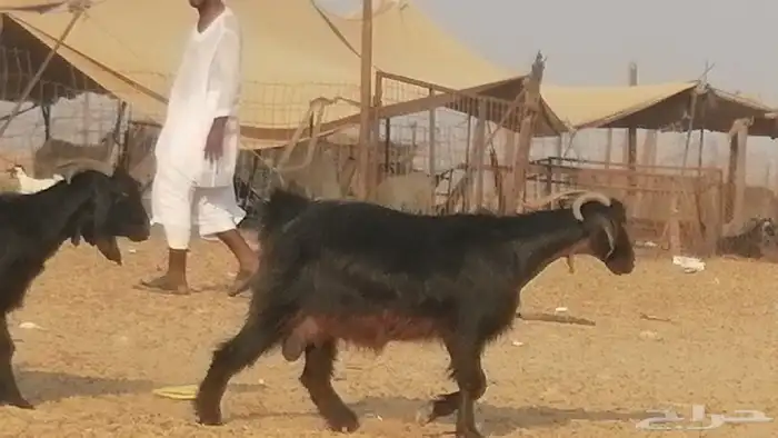 ماعز عوارض جنب دفيع معزا عارضيات طيبة 5 رأس 13