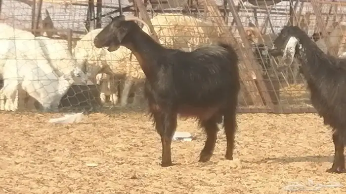 ماعز عوارض جنب دفيع معزا عارضيات طيبة 5 رأس 29