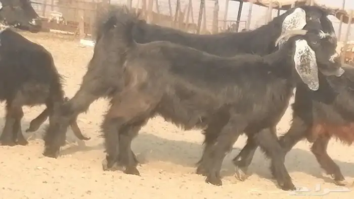 ماعز عوارض جنب دفيع معزا عارضيات طيبة 5 رأس 32