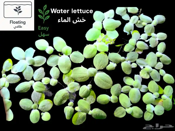 نباتات أنواع مختلفة للحوض سمك 12