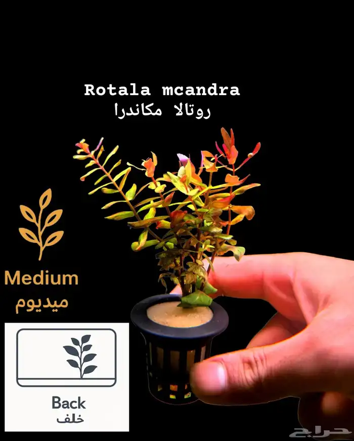 نباتات أنواع مختلفة للحوض سمك 16