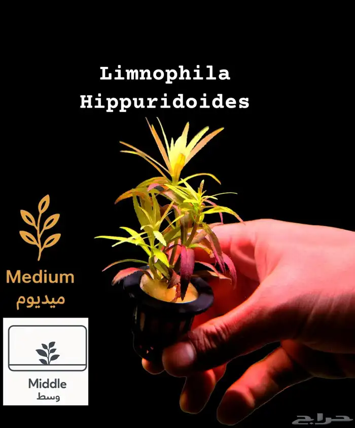 نباتات أنواع مختلفة للحوض سمك 17