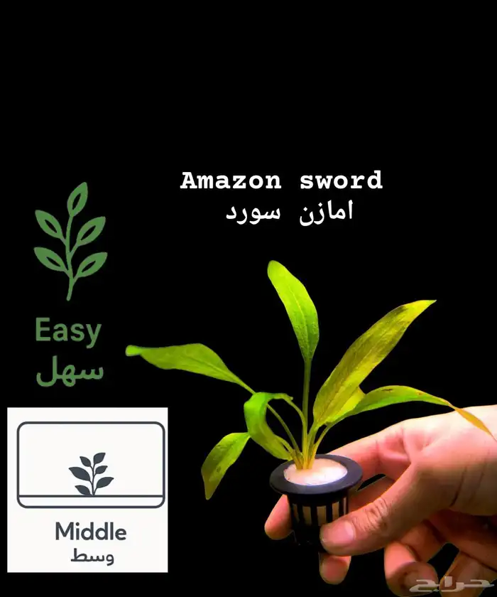 نباتات أنواع مختلفة للحوض سمك 21