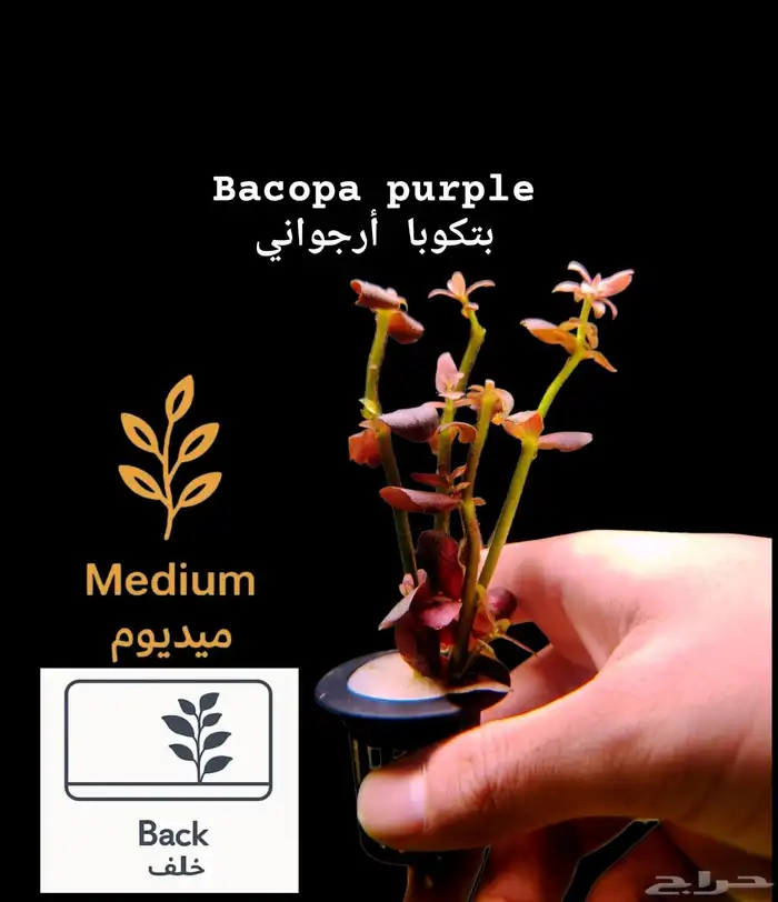 نباتات أنواع مختلفة للحوض سمك 20