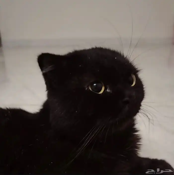 للتبني سكوتش فولد 0