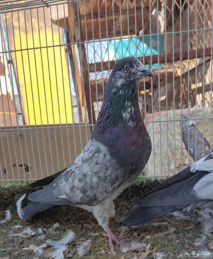 باكستاني شبرا 0