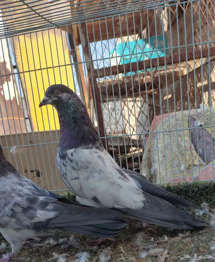 باكستاني شبرا 1