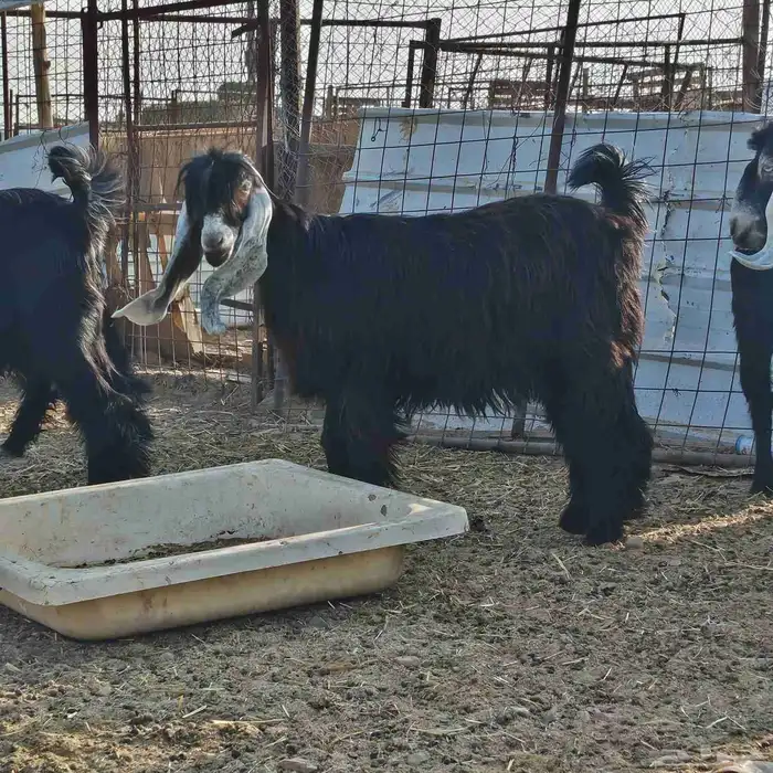 ذبايح طليان حريه وتيوس وسواكن مع الذبح والتوصيل 3