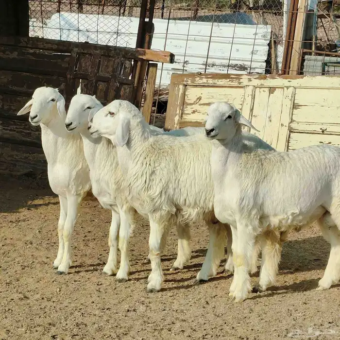 ذبايح طليان حريه وتيوس وسواكن مع الذبح والتوصيل 1