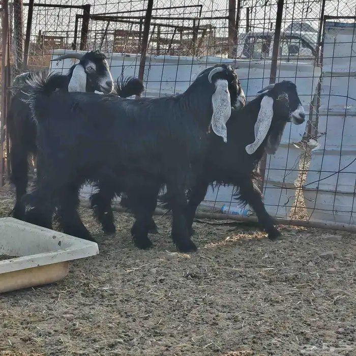 ذبايح طليان حريه وتيوس وسواكن مع الذبح والتوصيل 4