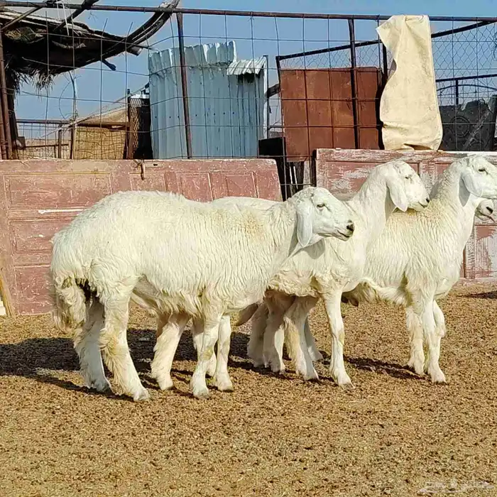 ذبايح طليان حريه وتيوس وسواكن مع الذبح والتوصيل 0