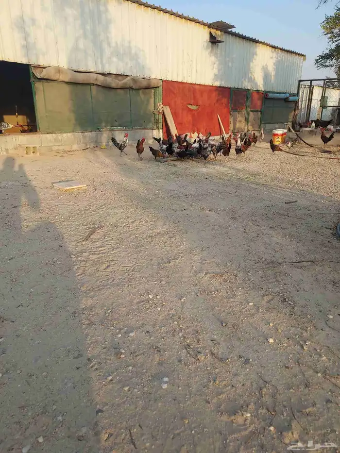 دياكه فيومي 0