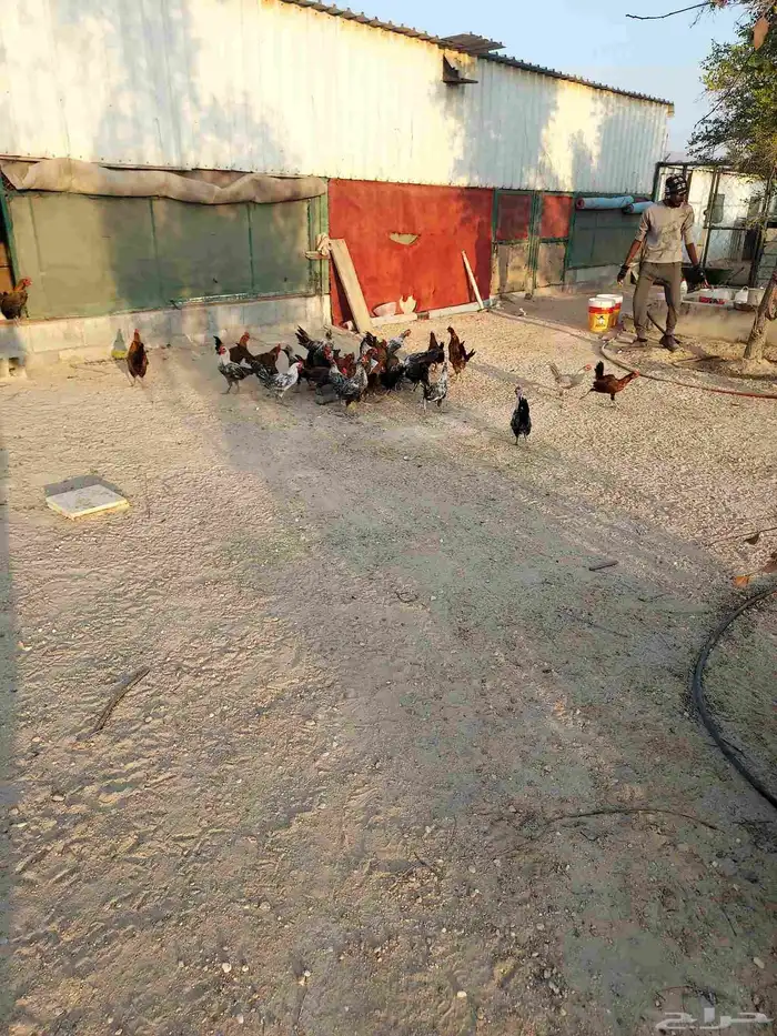 دياكه فيومي 1