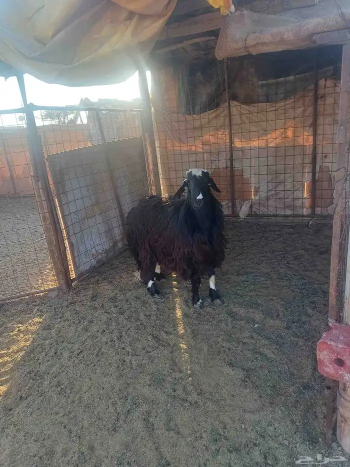 خروف فحل للبيع 2